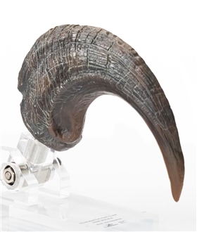 Velociraptor Foot Claw Prop - Jurassic Park